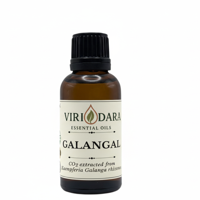 Organic Galangal Essential Oil