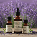 Organic Spike Lavender Essential Oil